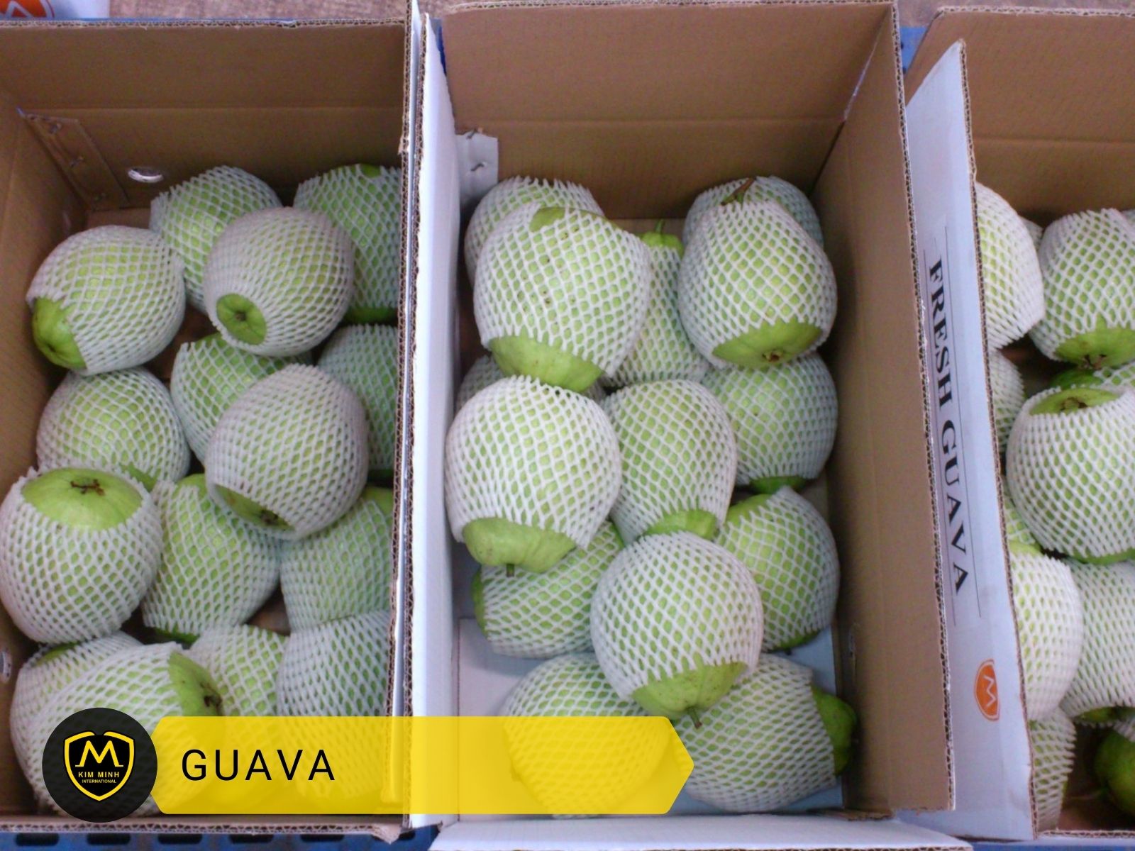 Packing & Loading Guava 01