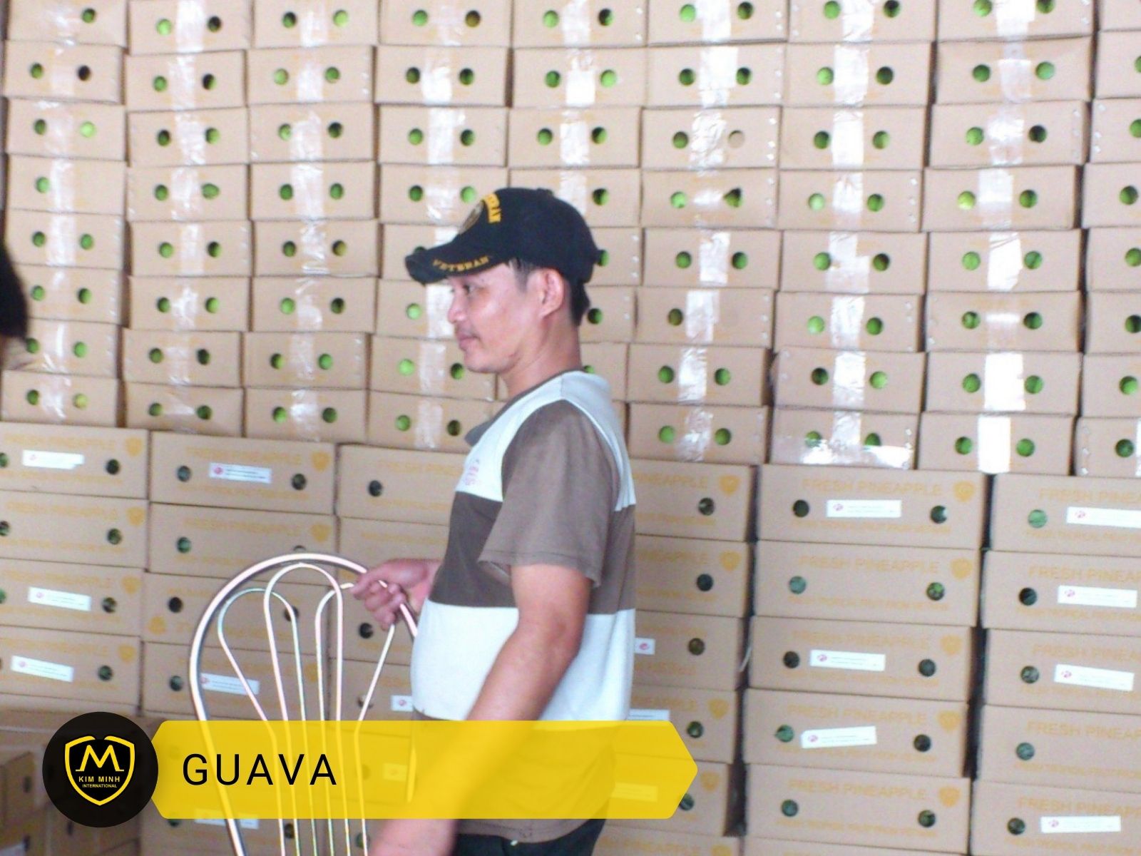 Packing & Loading Guava 02