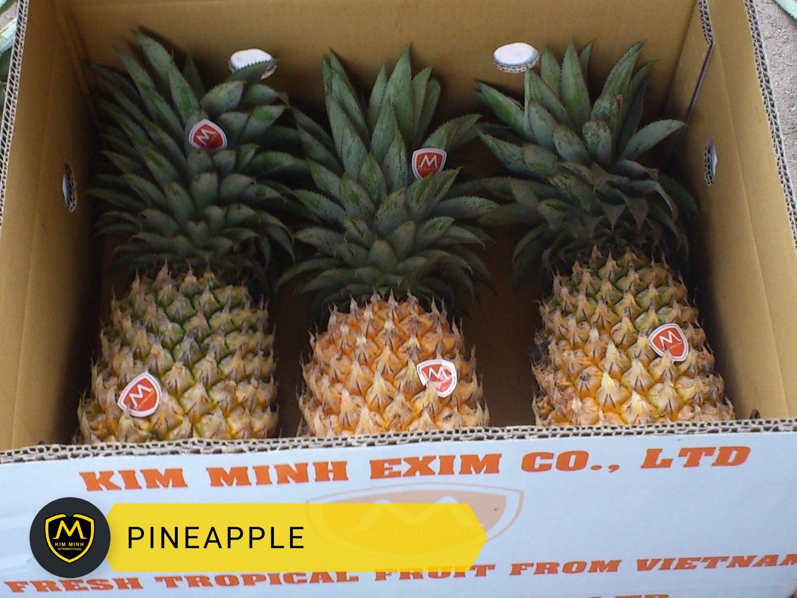Packing & Loading Pineapple 02