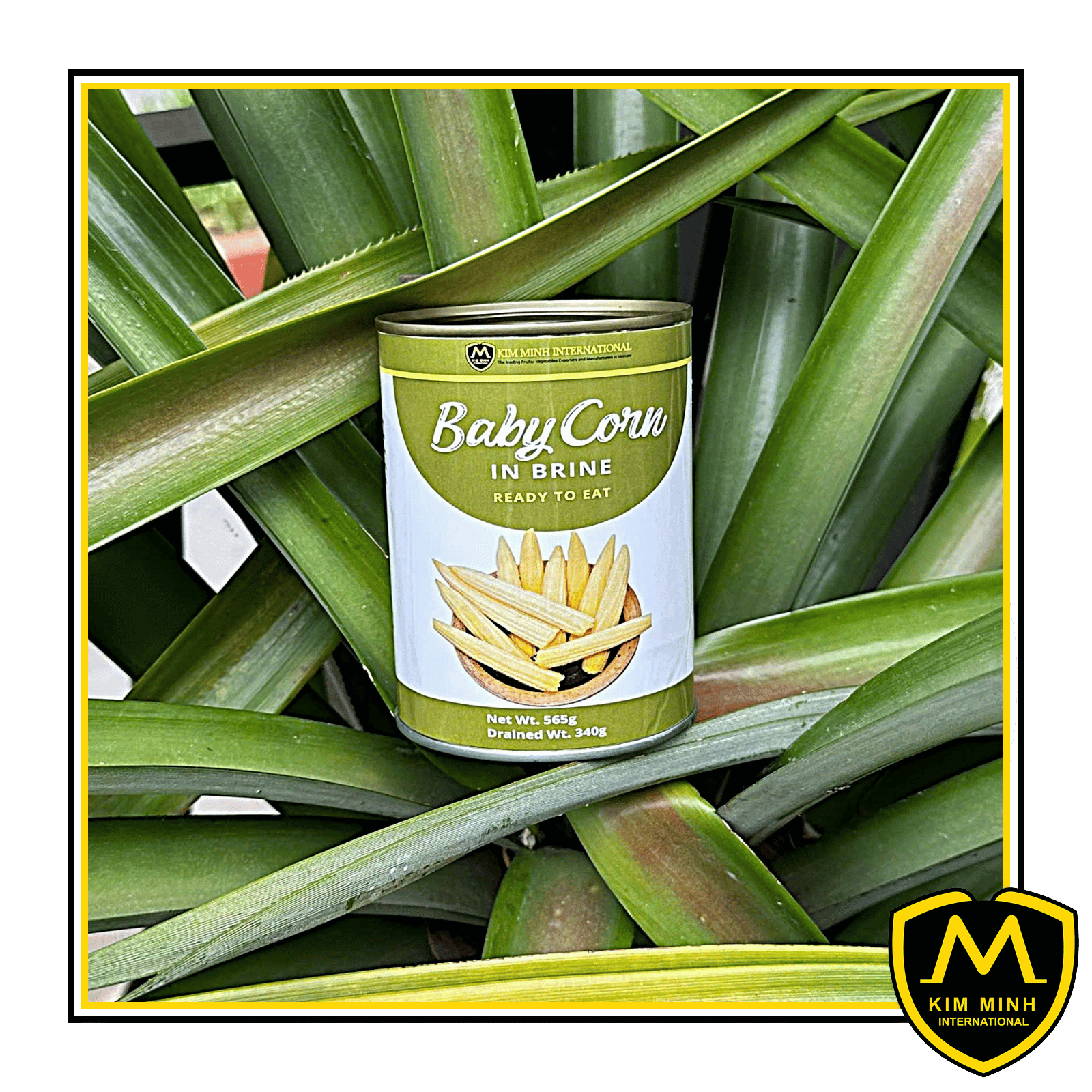 Canned Baby Corn In Brine 00