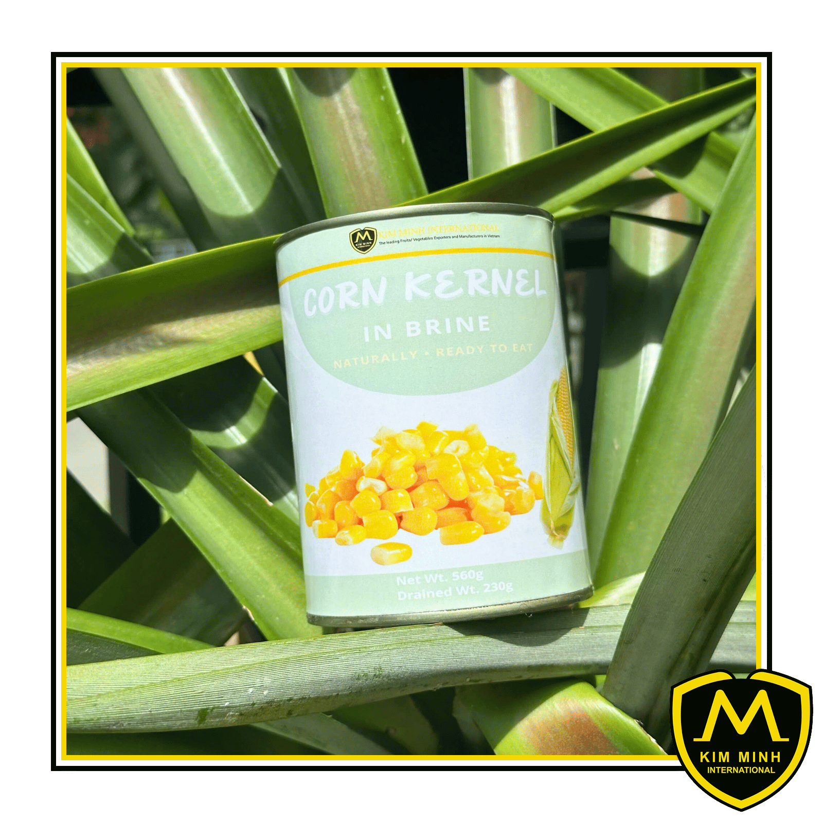 Canned Whole Kernel Sweet Corn In Brine 00